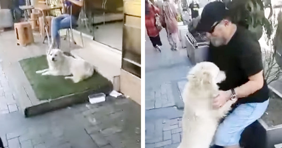 Perro perdido que vivía en las calles no puede creer que su familia lo haya encontrado