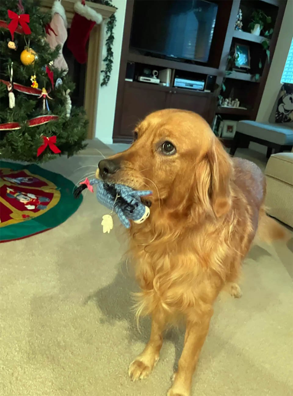Este perro roba el mismo adorno del árbol de Navidad todos los días 6 Perro roba juguete del árbol