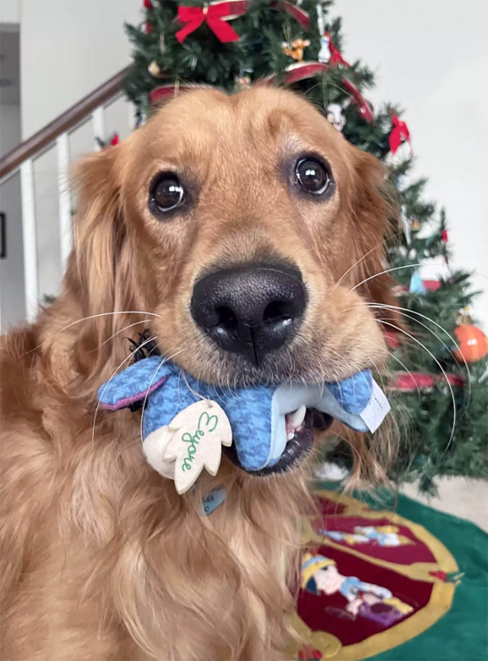 Este perro roba el mismo adorno del árbol de Navidad todos los días 4 Perro y adorno del árbol de Navidad