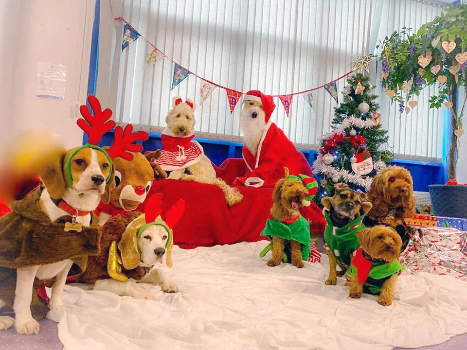 Perros de una guardería recrean la más adorable escena de la Natividad 8 Perros de una guardería posan vestidos de santa