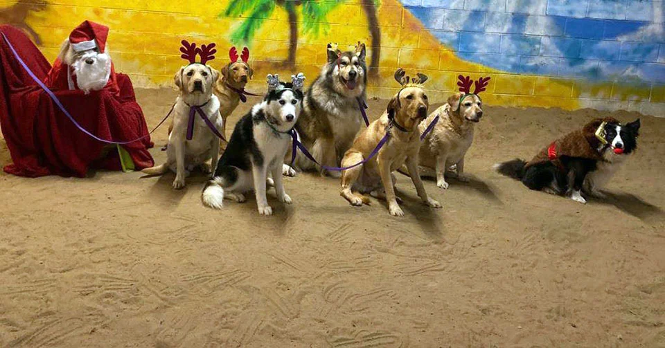 Perros de una guardería recrean la más adorable escena de la Natividad 7 Perros vestidos de Santa y sus renos
