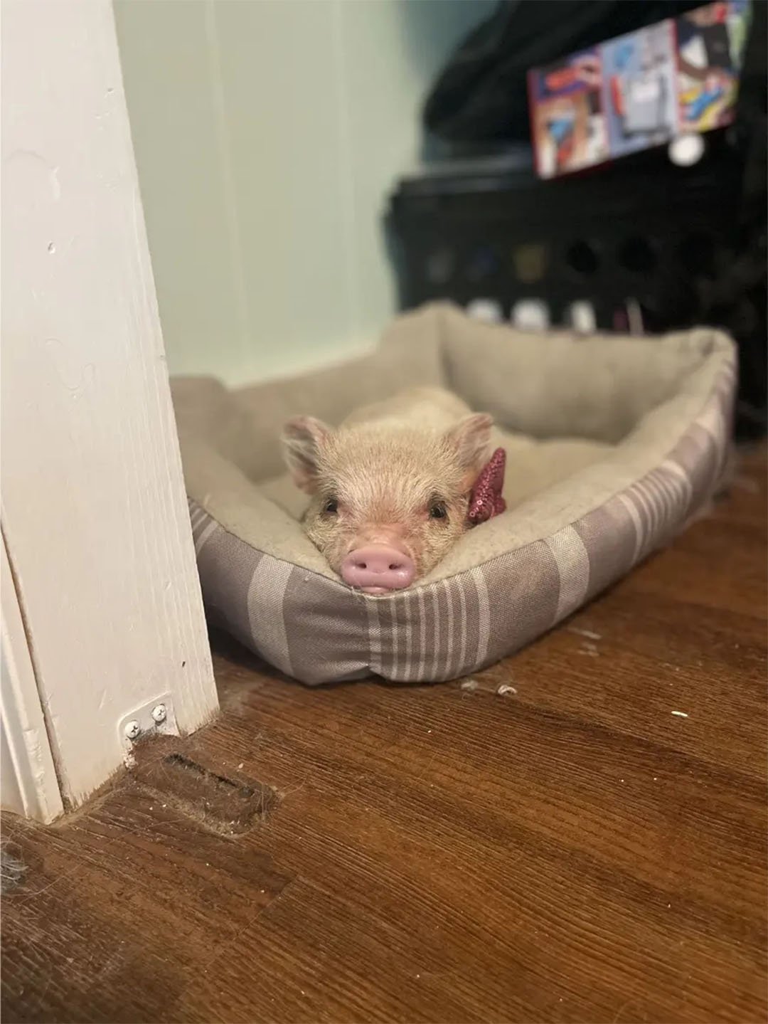 Petunia pequeña
