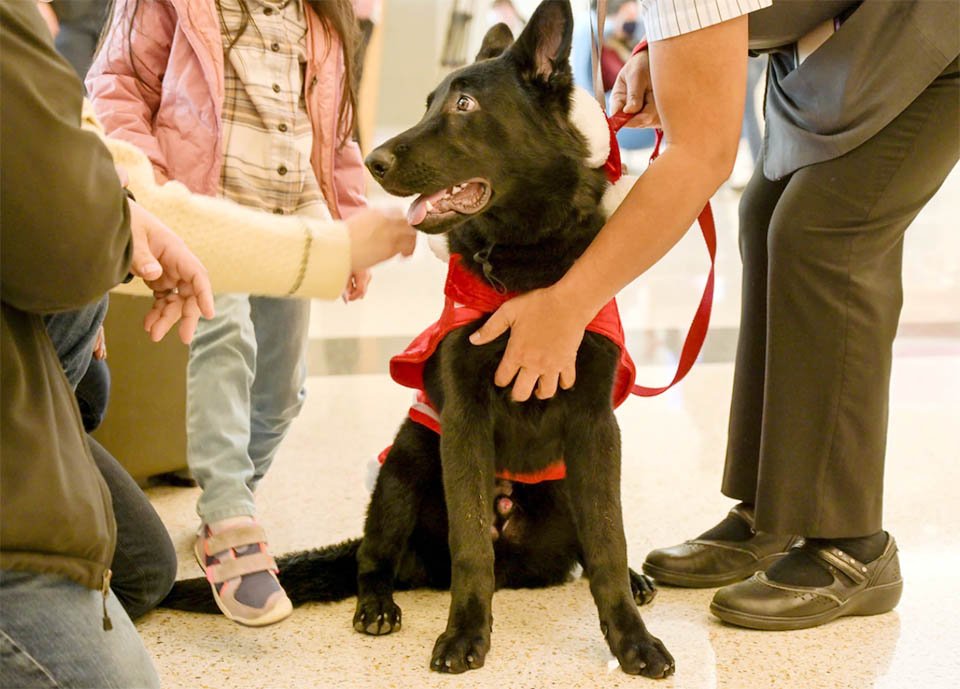 Piloto le brinda un hogar a un perrito abandonado en el aeropuerto meses atrás 7 Piloto le brinda un hogar a un perrito abandonado