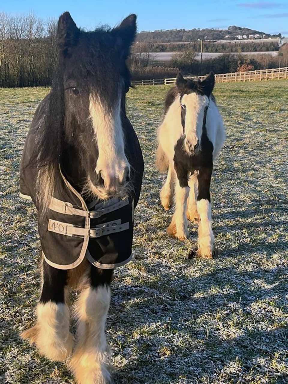 Poni abandonado se hace amigo de un caballo de peluche después de ser rescatado 5 Ponis en el campo