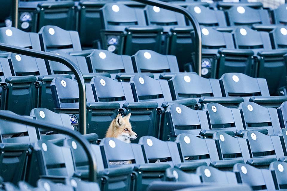 Zorros usan la temporada baja como oportunidad para mudarse al estadio de béisbol 7 Zorrito en la gradería