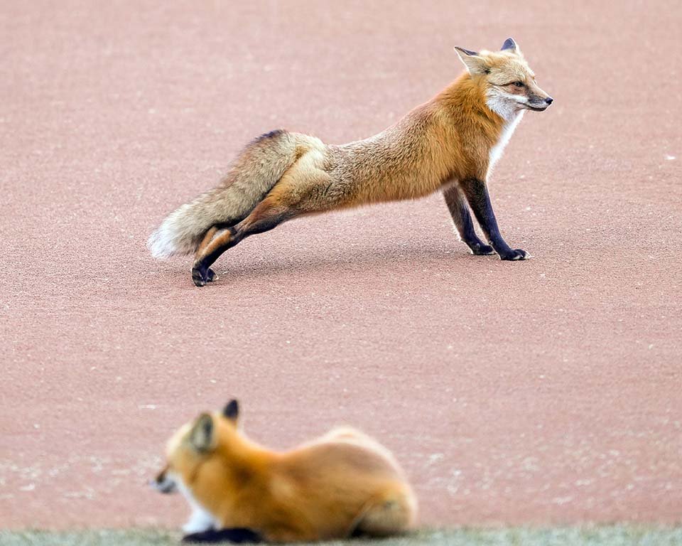 Zorros usan la temporada baja como oportunidad para mudarse al estadio de béisbol 6 Zorros descansando