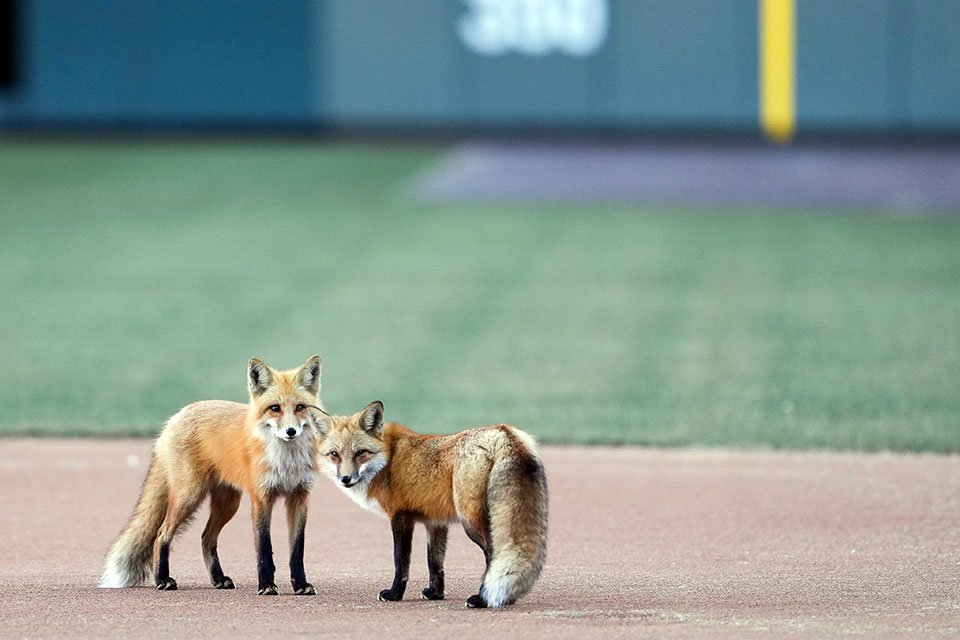 Zorros usan la temporada baja como oportunidad para mudarse al estadio de béisbol 5 Zorros se mudan al estadio de béisbol