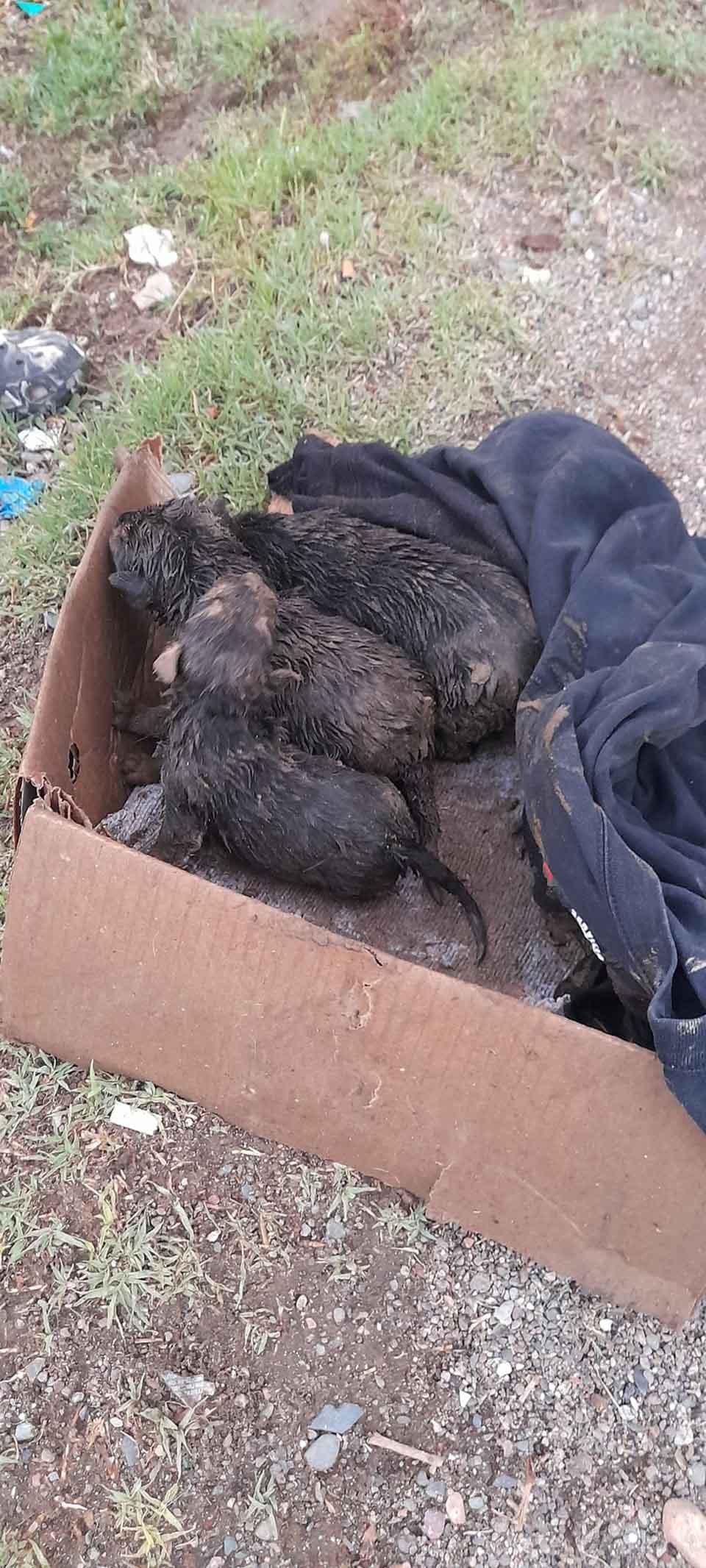 Hombre entra a un pozo para ayudar a una perrita y sus cachorros atrapados 8 cachorritos rescatados