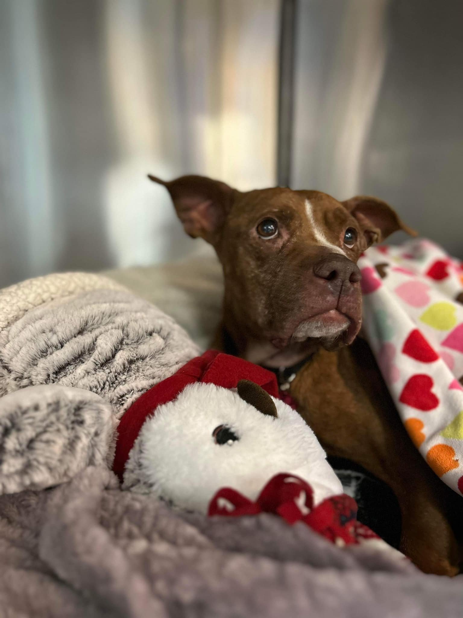 Perrita encontrada acurrucada afuera durante una tormenta de nieve es rescatada a tiempo 16 Adorable perrita en el refugio