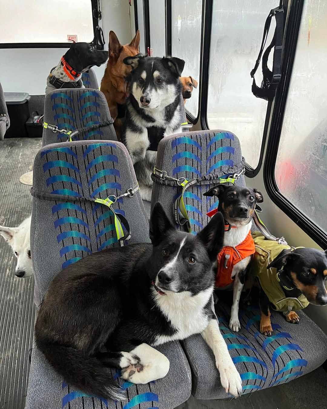 Autobús para perros Autobús para perros