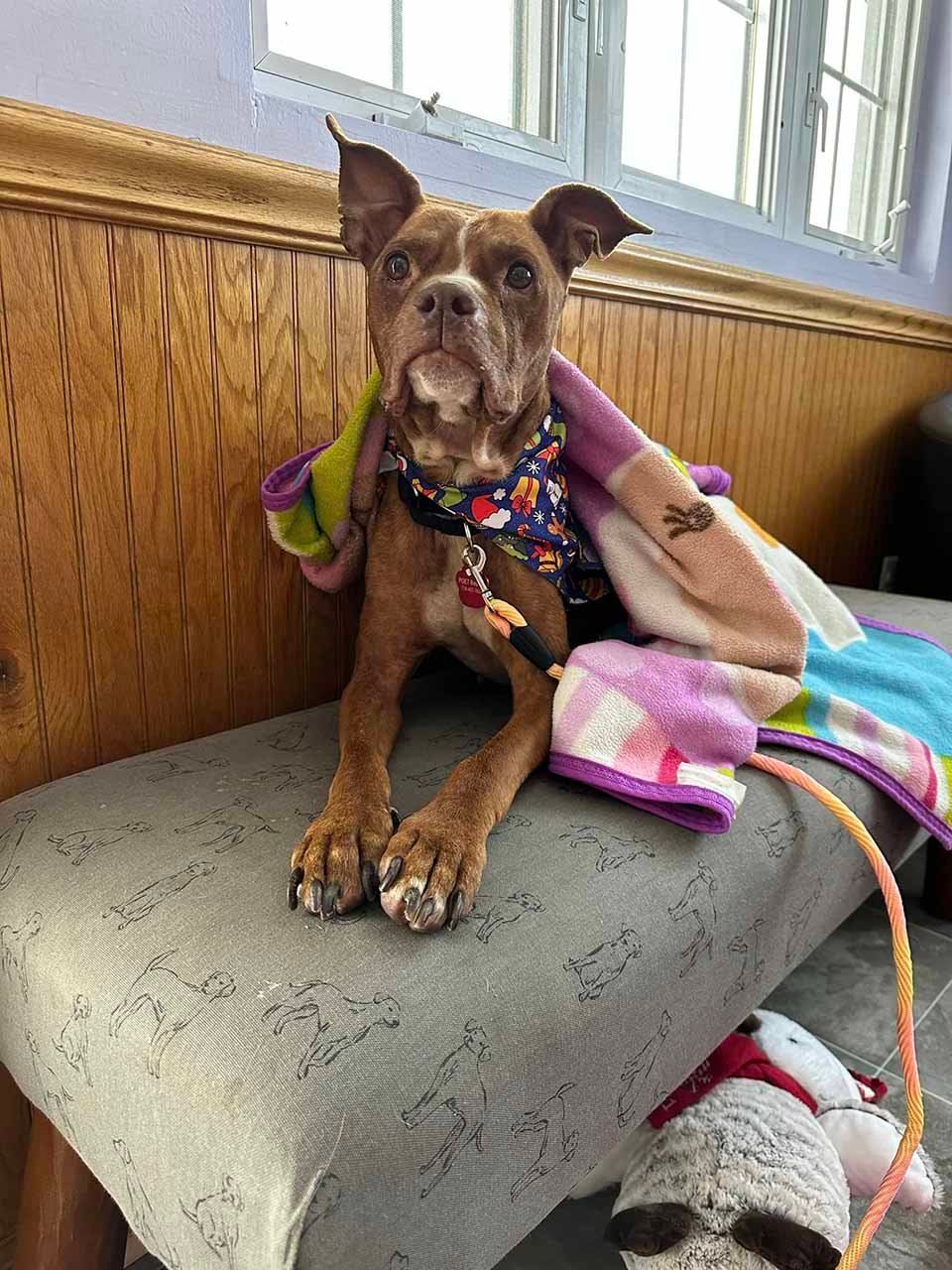 Perrita encontrada acurrucada afuera durante una tormenta de nieve es rescatada a tiempo 13 Emmy con su cobija