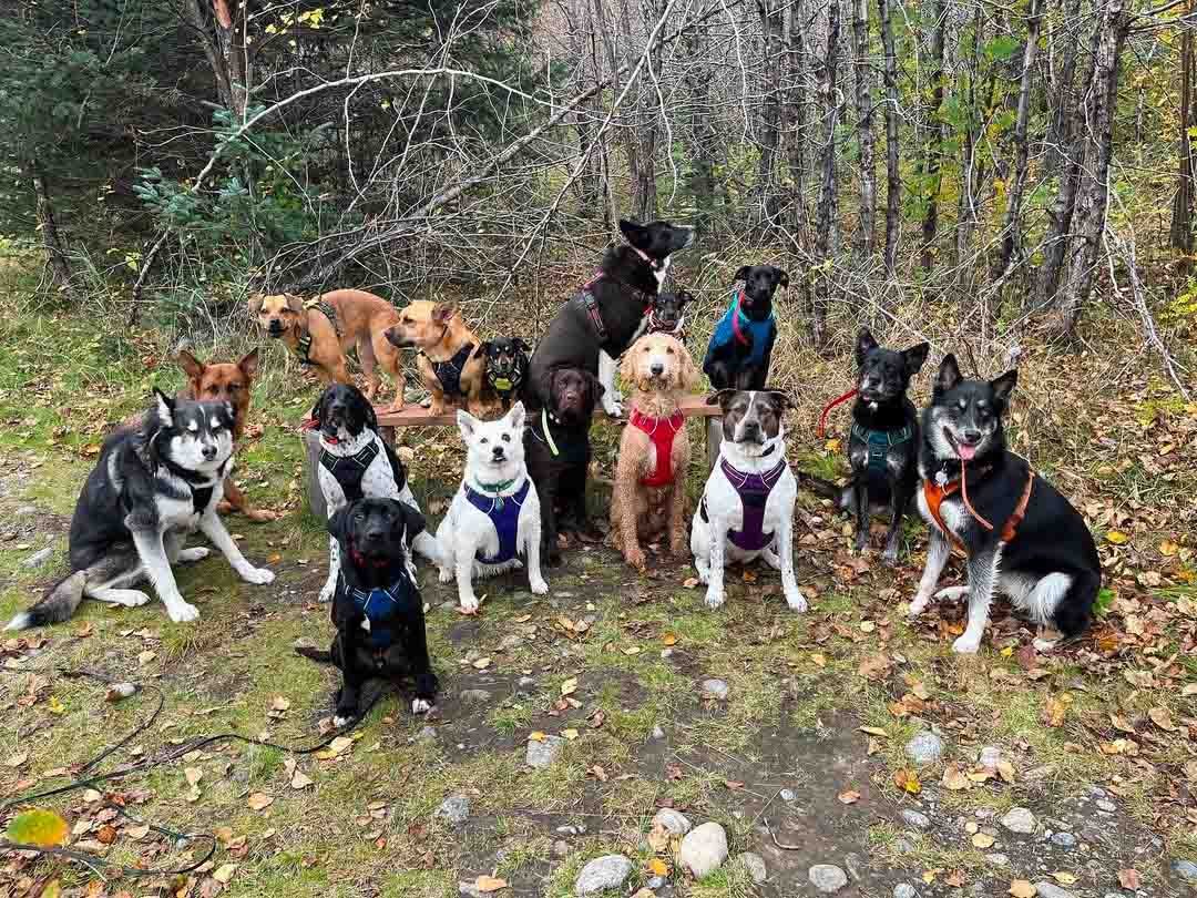 Grupo de perros Grupo de perros