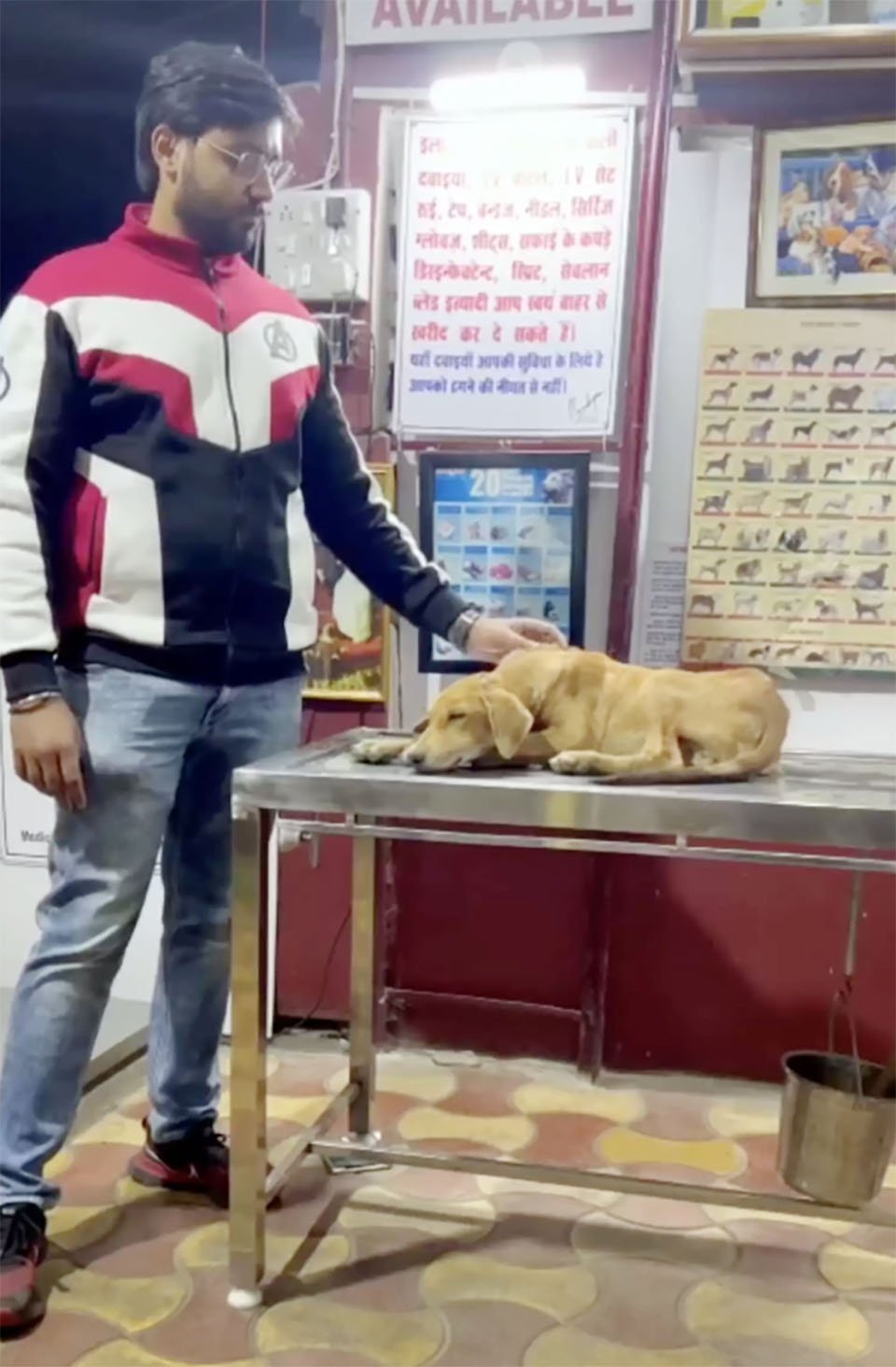 Hombre va a mover el cuerpo de un perro del camino y terminó adoptándolo 1 Hombre rescata a perro de las vías