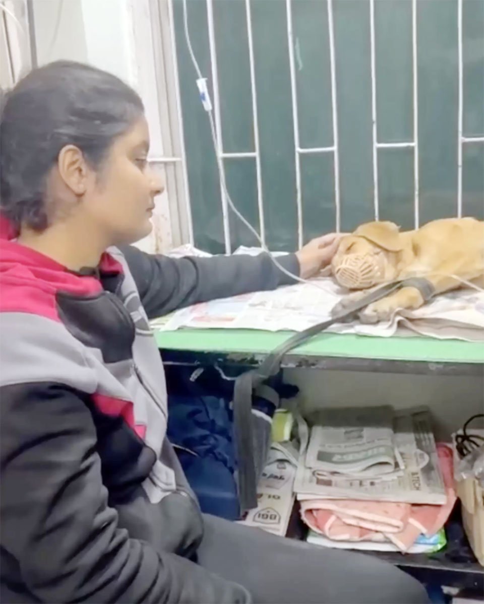 Hombre va a mover el cuerpo de un perro del camino y terminó adoptándolo 2 Hombre va a mover a un perro del camino y terminó adoptándolo