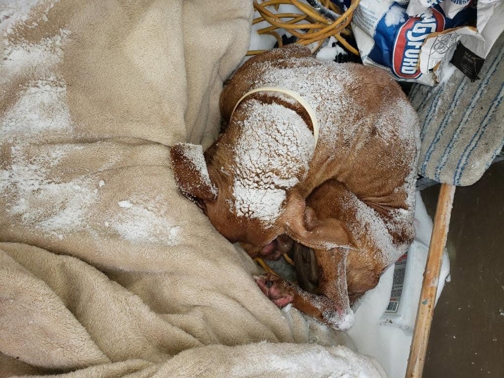 Perrita encontrada acurrucada afuera durante una tormenta de nieve es rescatada a tiempo 11 Perrita encontrada acurrucada durante una tormenta de nieve