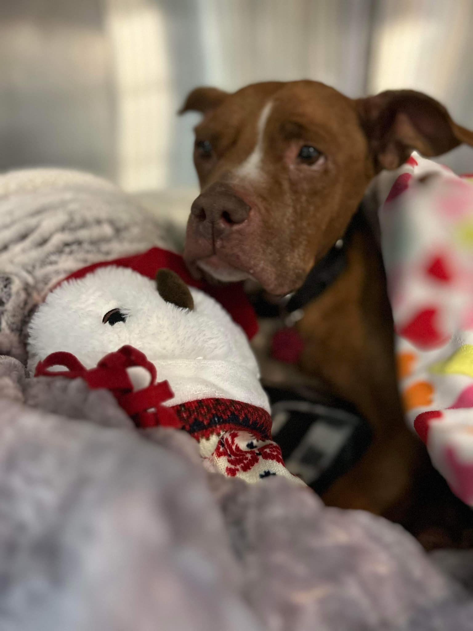 Perrita encontrada acurrucada afuera durante una tormenta de nieve es rescatada a tiempo 12 Perrita rescatada