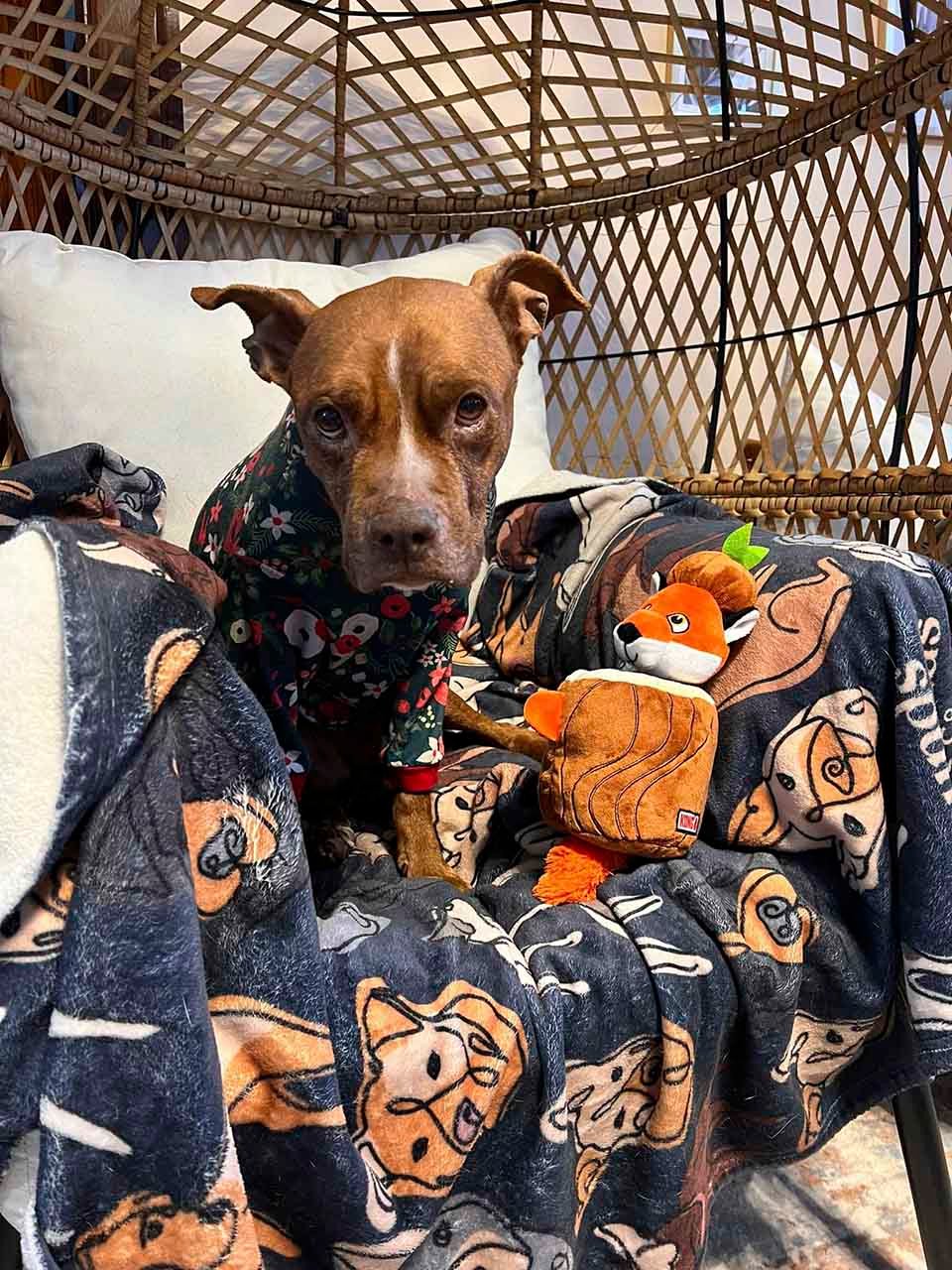 Perrita encontrada acurrucada afuera durante una tormenta de nieve es rescatada a tiempo 17 Perrita usando pijama de navidad