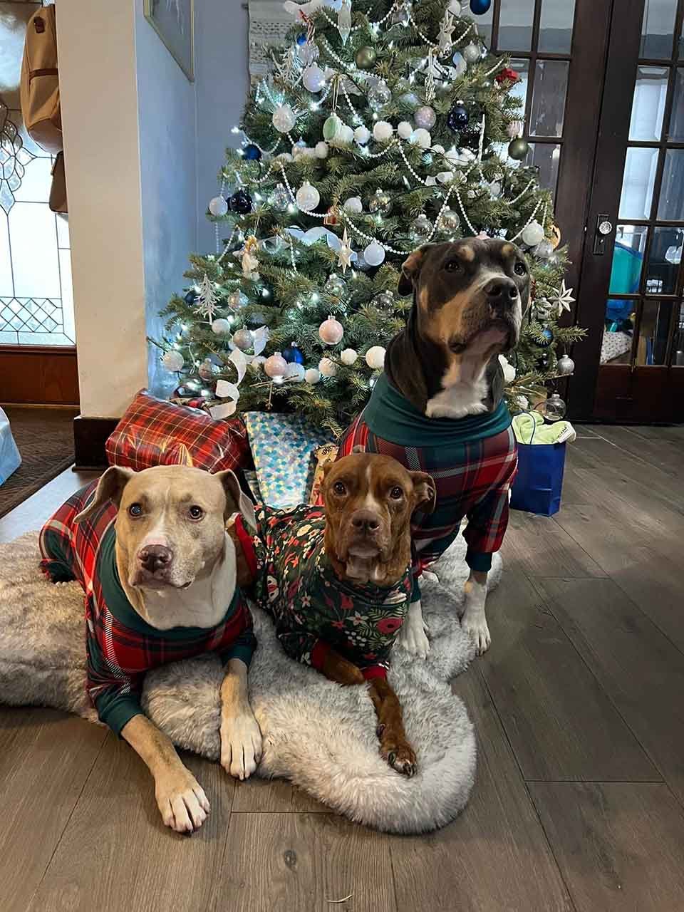 Perrita encontrada acurrucada afuera durante una tormenta de nieve es rescatada a tiempo 18 Perrita y sus hermanos de acogida