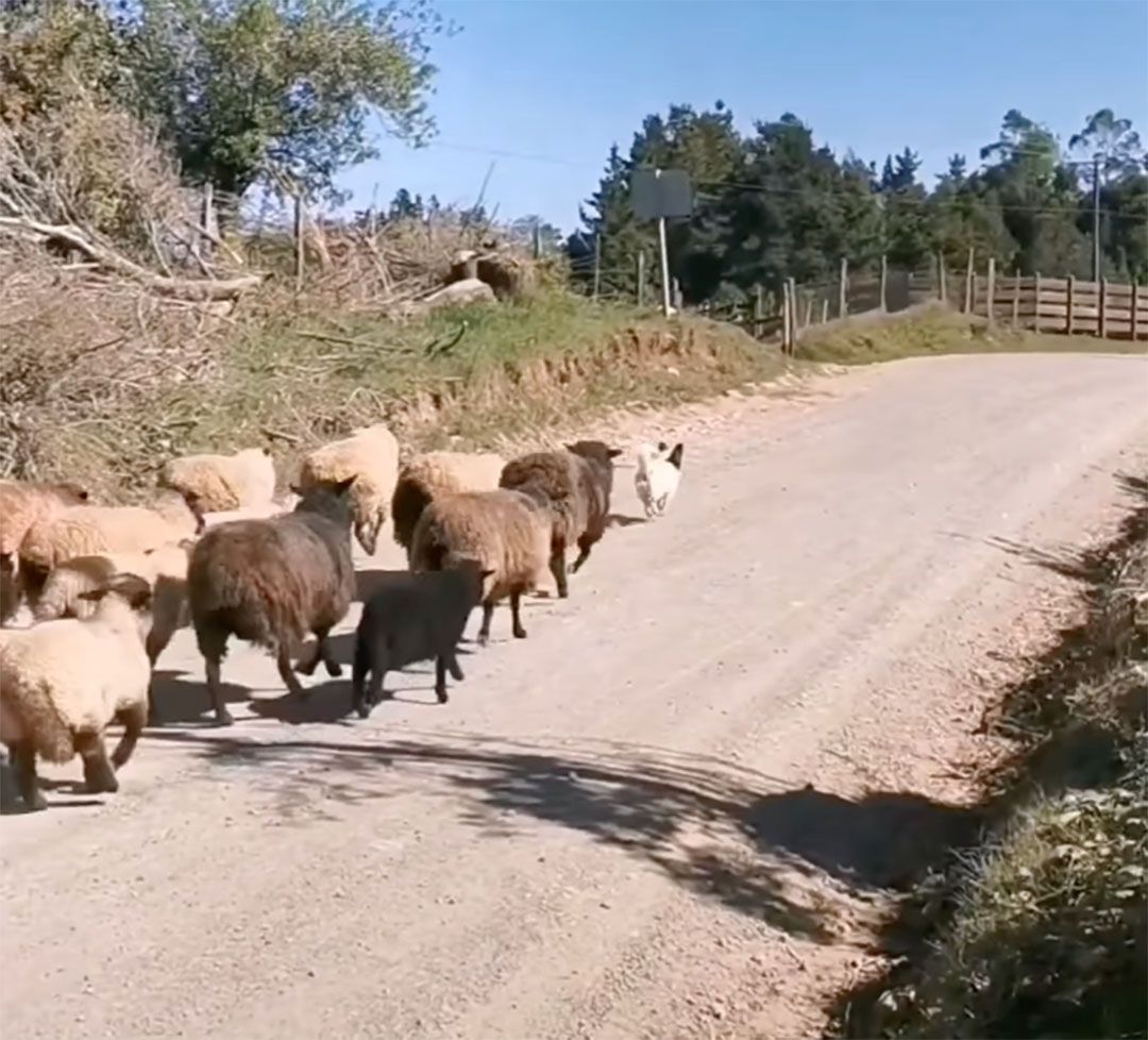 Perrito llevando ovejas