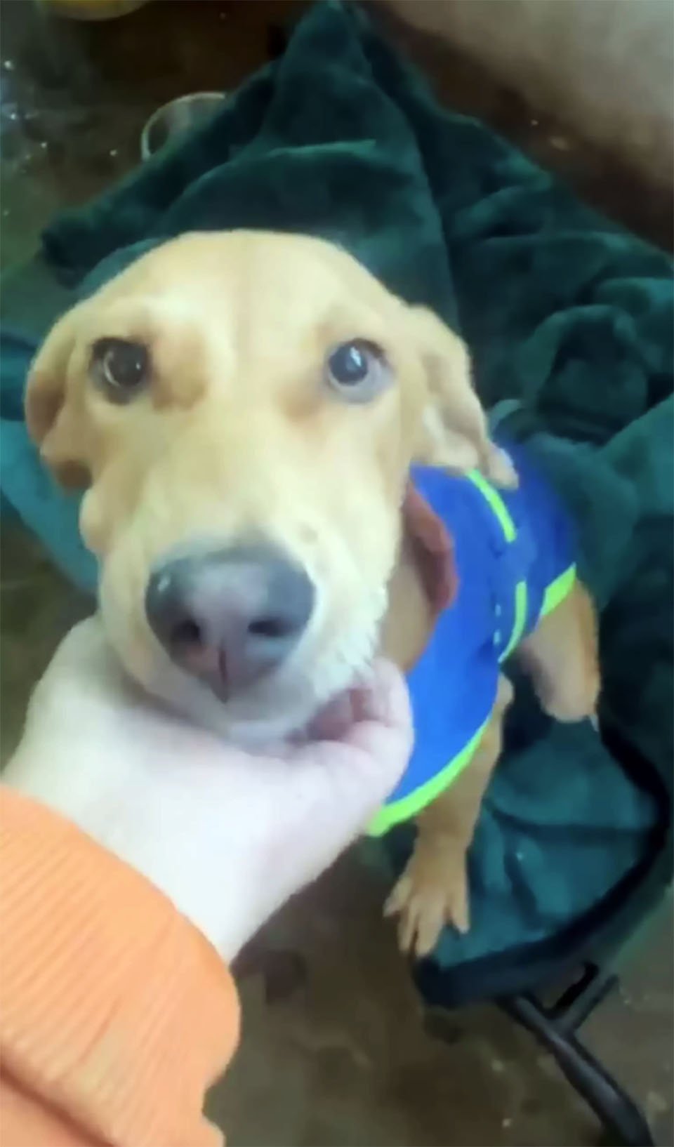 Hombre va a mover el cuerpo de un perro del camino y terminó adoptándolo 4 Perrito rescatado de la carretera