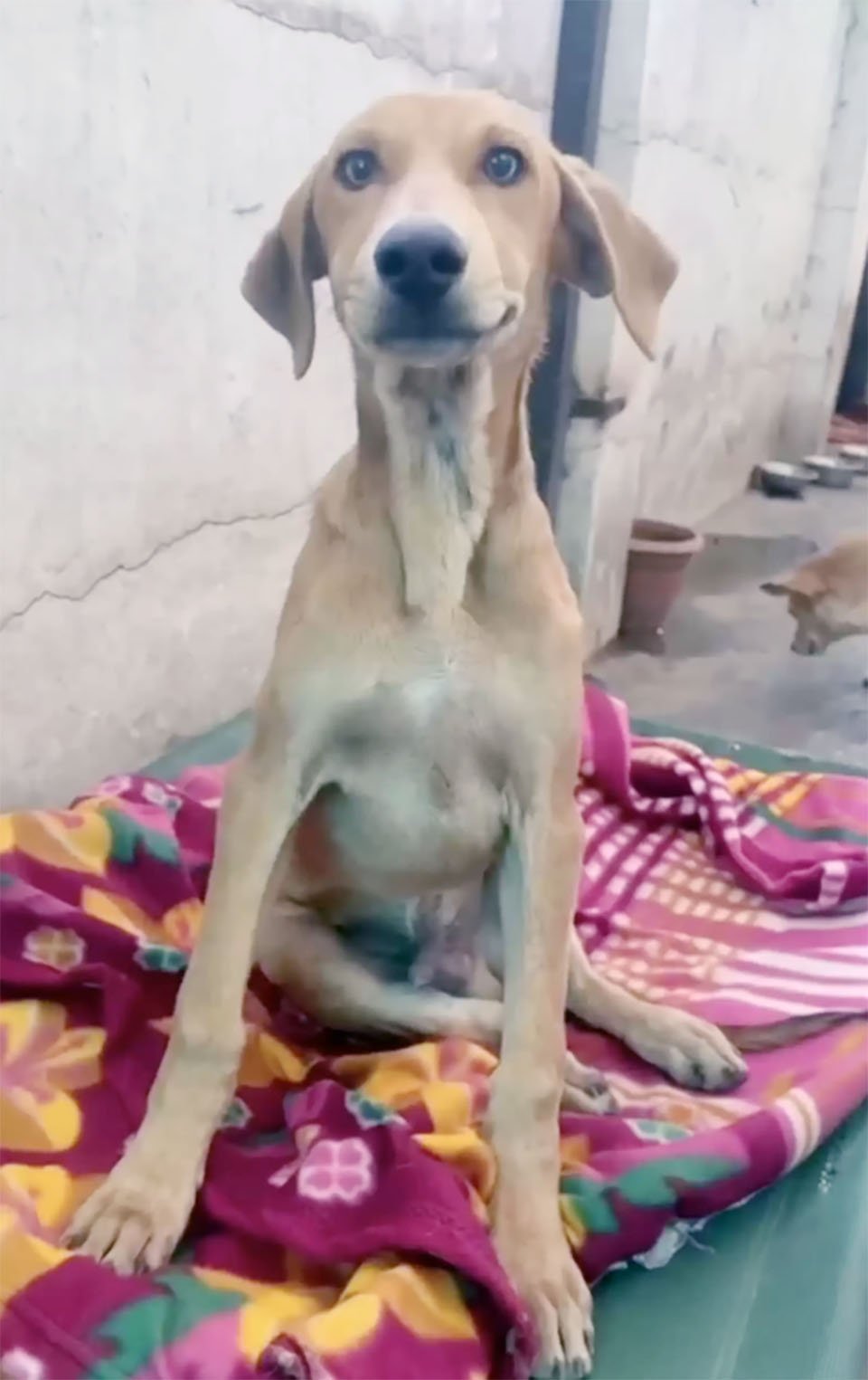 Hombre va a mover el cuerpo de un perro del camino y terminó adoptándolo 3 Perrito sonríe