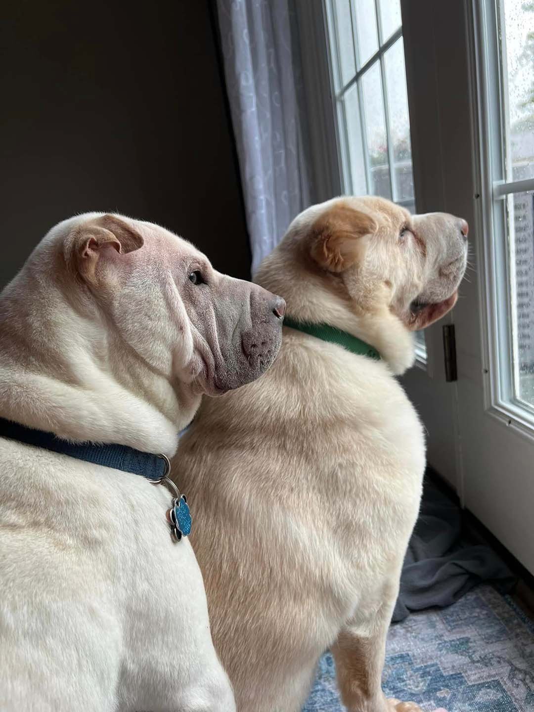 Perritos hermanos Perritos hermanos