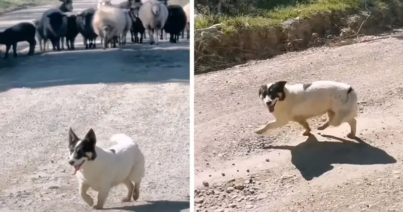 Perro pastor pide hombre aparte camino pasen ovejas