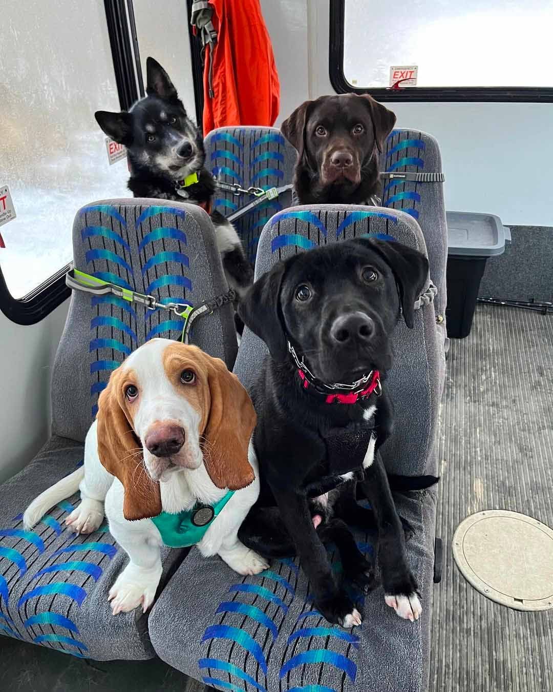 Perros en el autobús Perros en el autobús