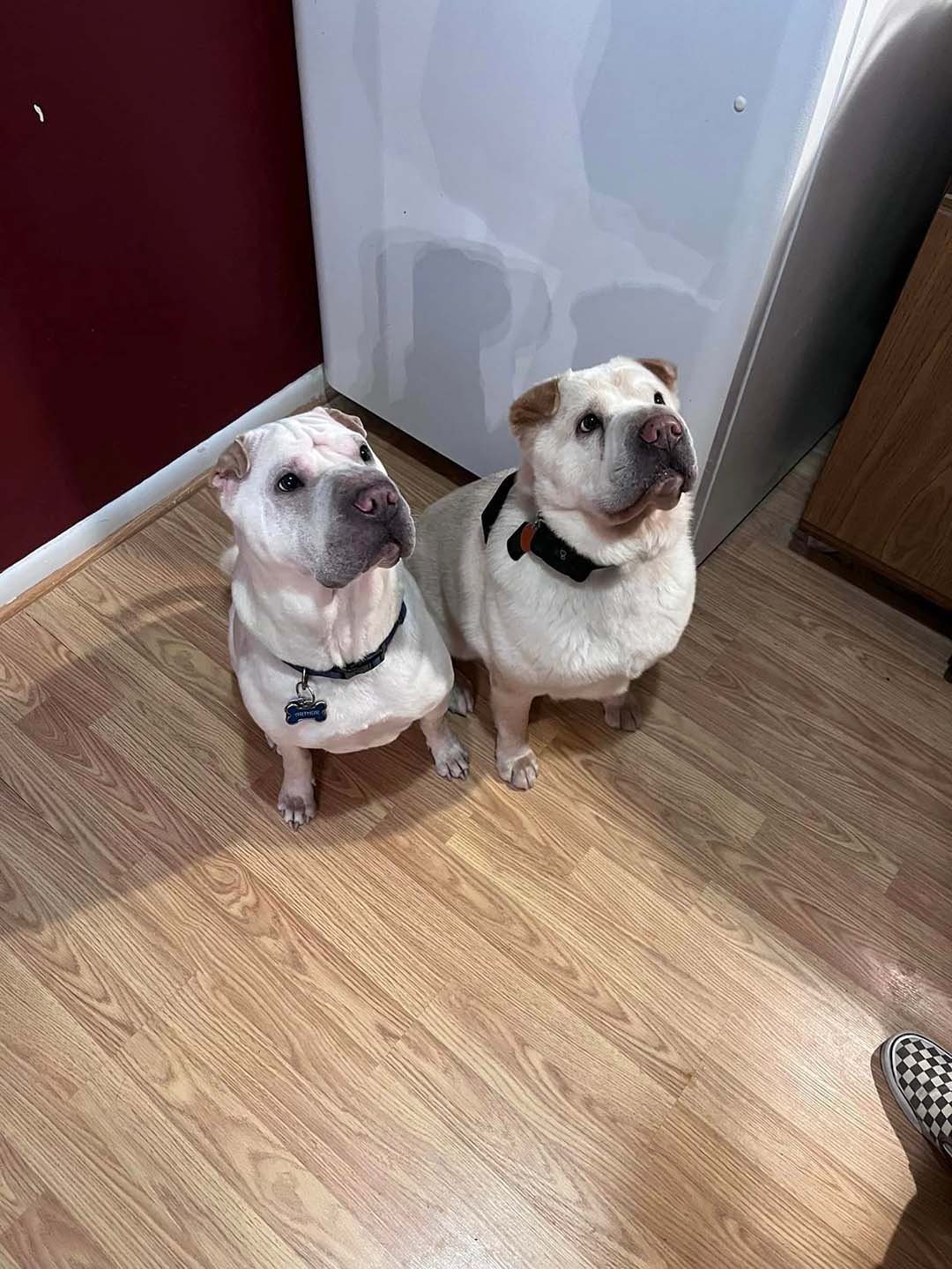 Perros parecidos Perros parecidos