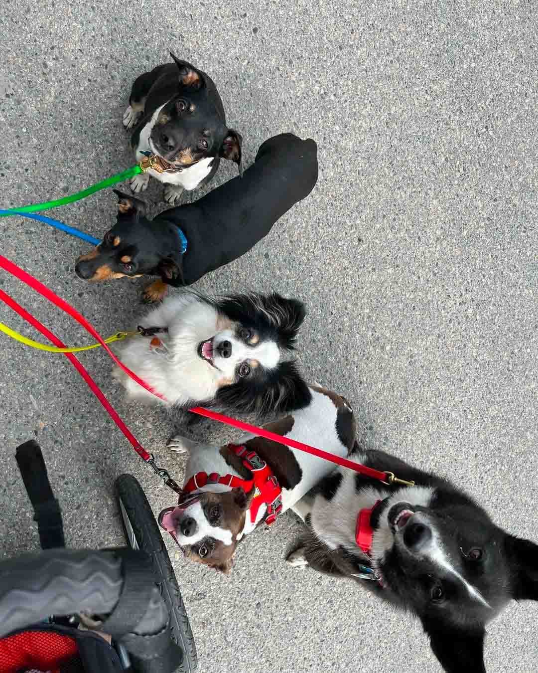 Perros paseando Perros paseando