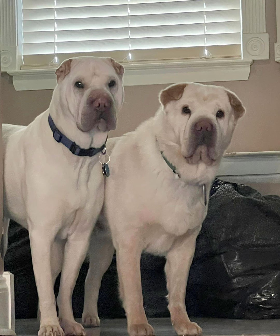 Perros shar pei Perros shar pei