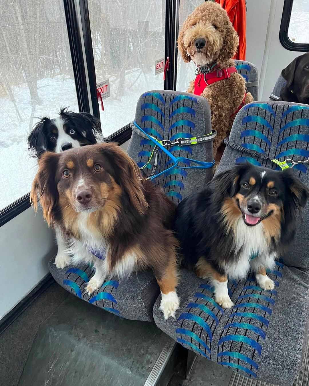 Perros viajan autobús Perros viajan autobús