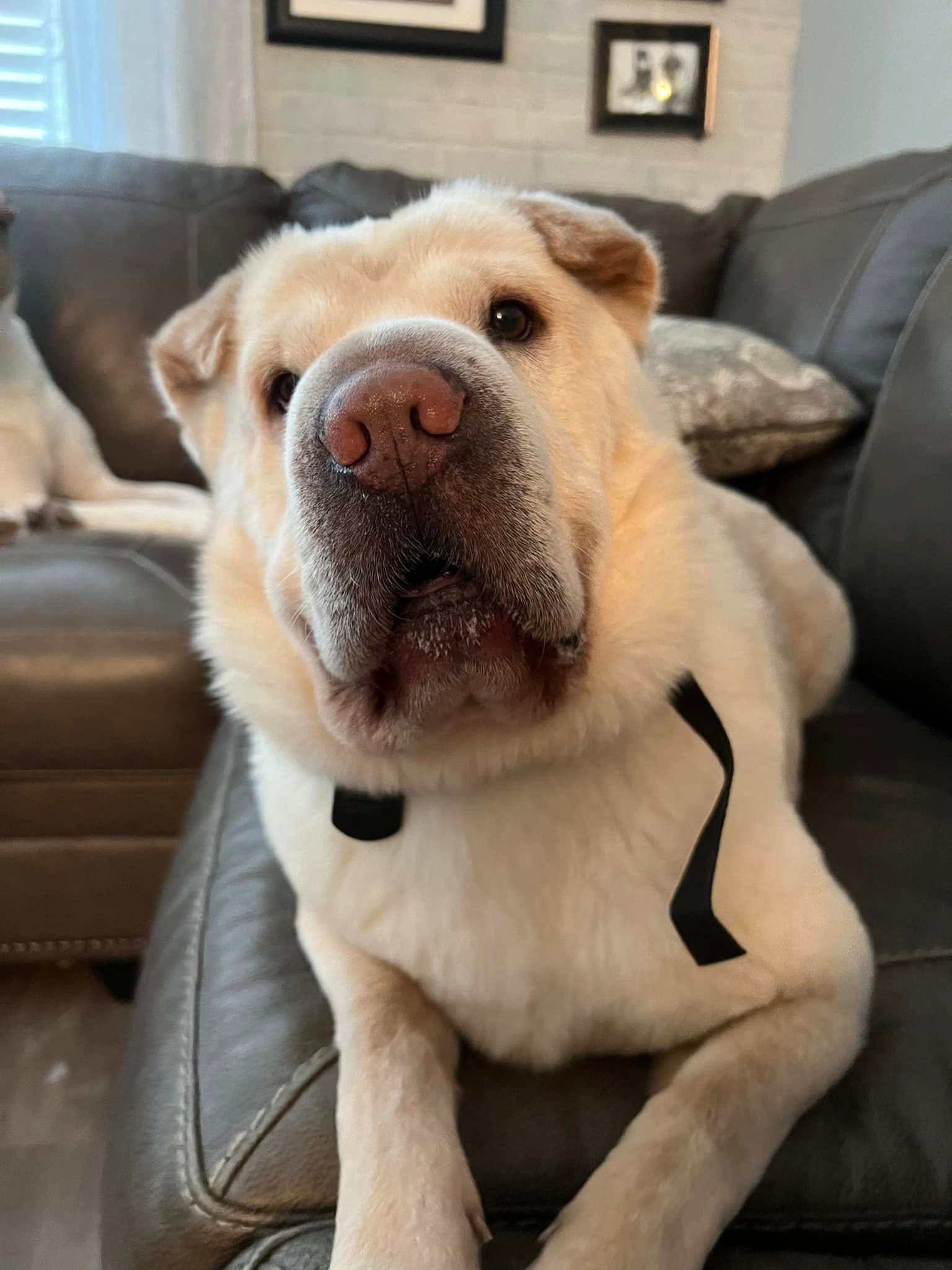 Shar pei Shar pei