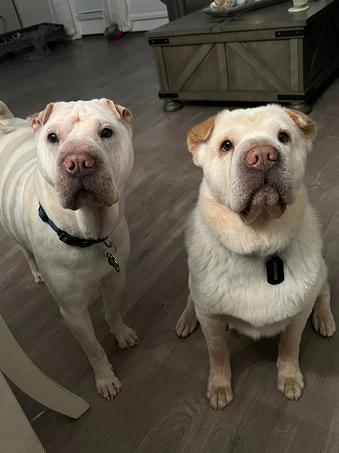 Wes y Arthur Wes y Arthur