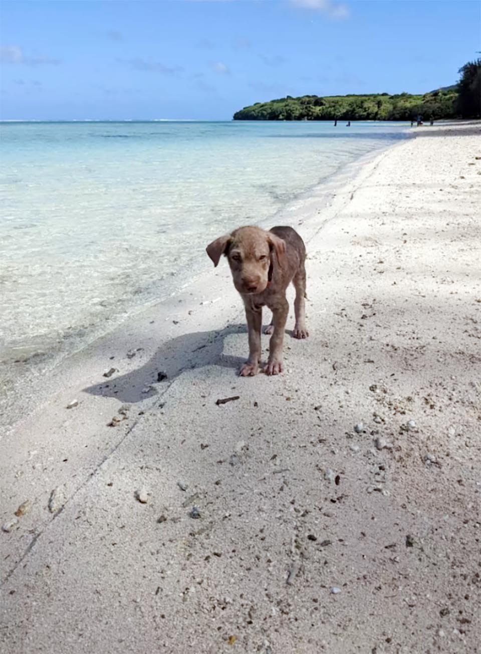 Cachorro encontrado asustado en la playa