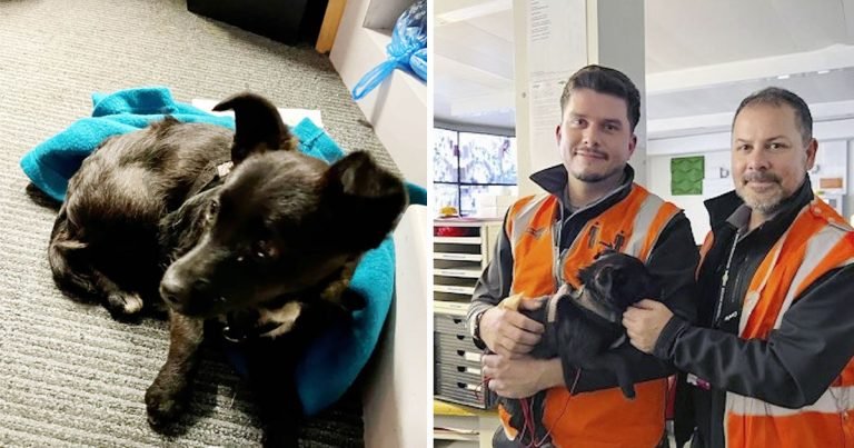 Conductor de tren aprendiz rescata a un perrito de las vías en medio de una lección
