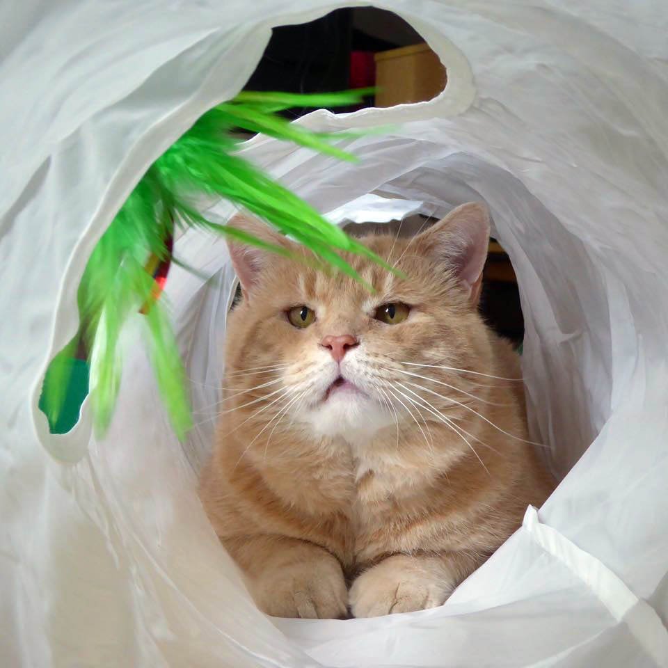 Gato apareció buscando ayuda después de años en las calles y tiene tanto amor para dar 4 Gato apareció buscando ayuda después de años en las calles