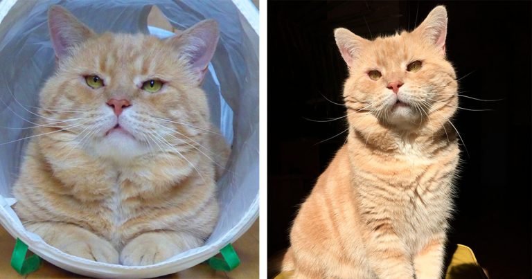 Gato apareció buscando ayuda después de años en las calles y tiene tanto amor para dar