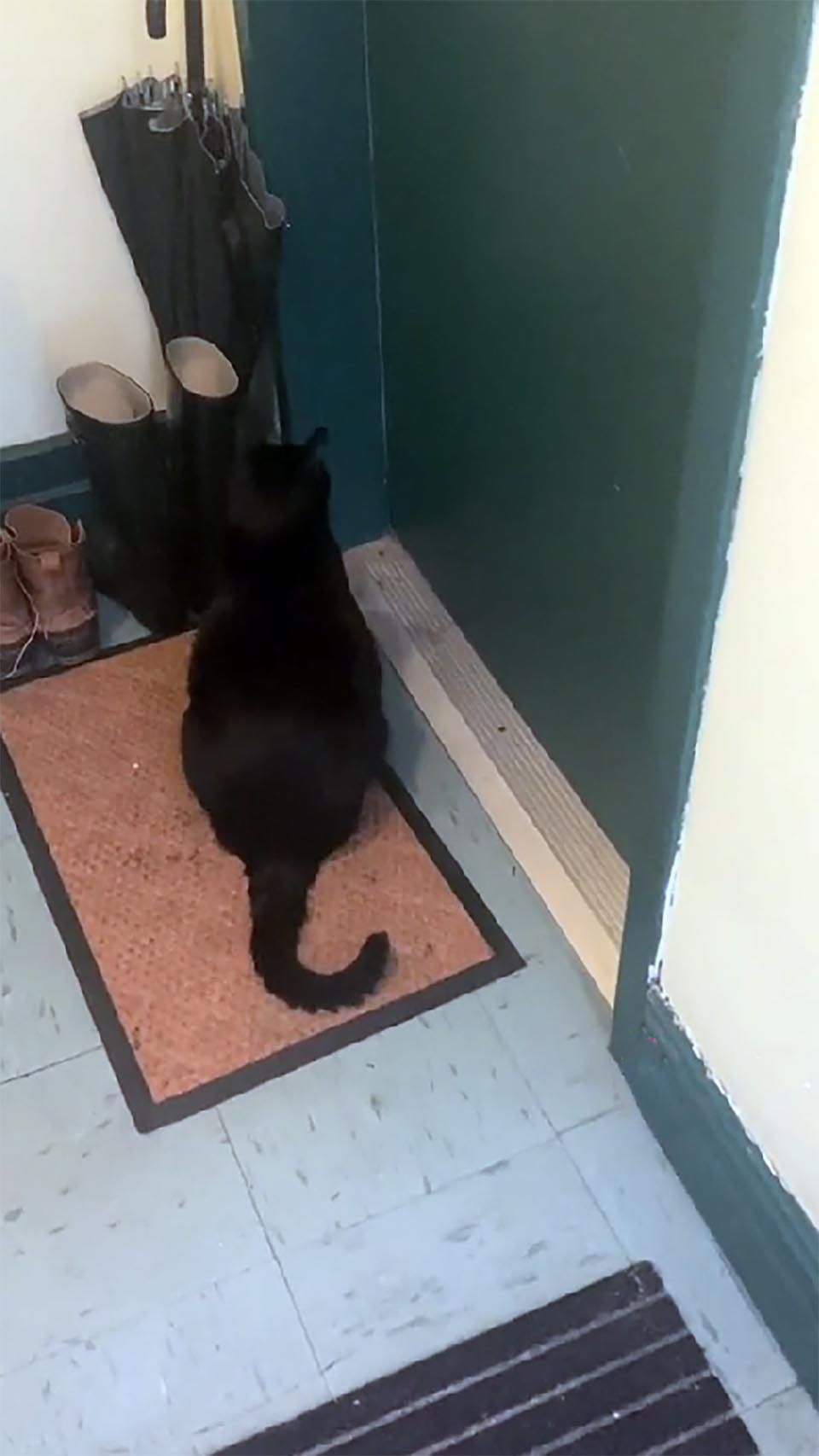 Gato espera afuera de la puerta del vecino