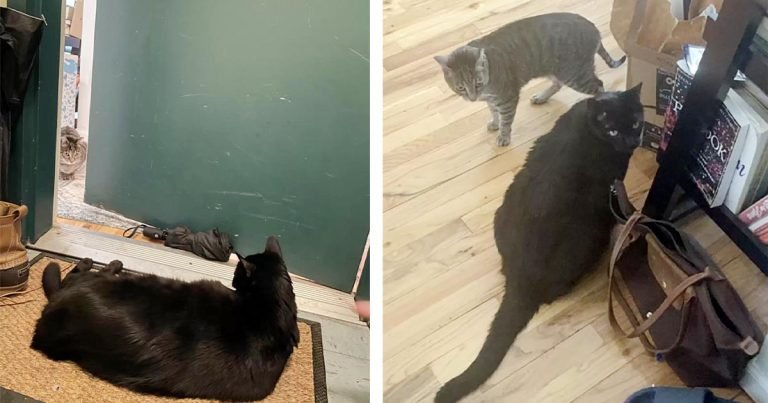Gato espera afuera de la puerta del vecino hasta que su mejor amigo sale a jugar