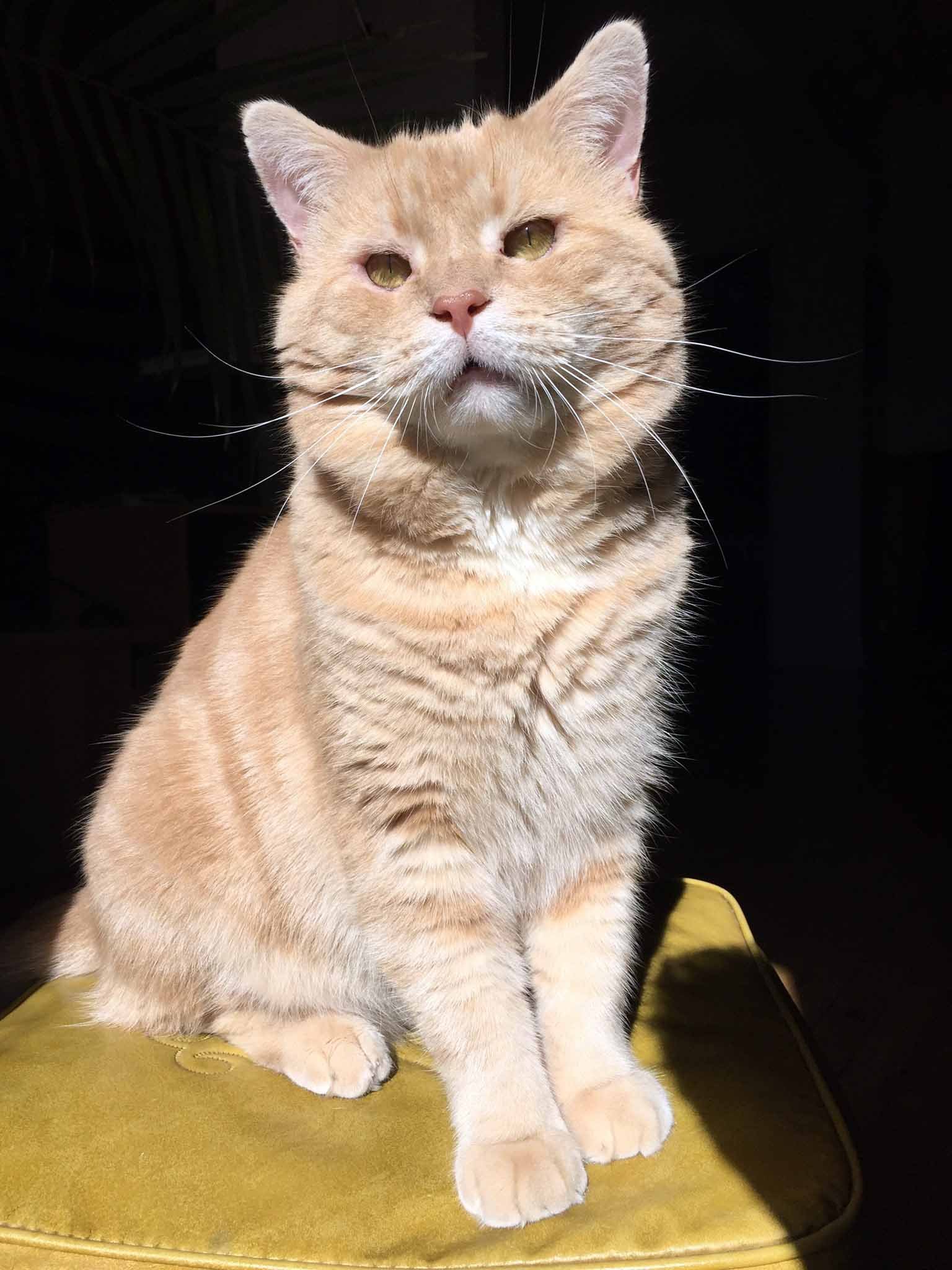 Gato apareció buscando ayuda después de años en las calles y tiene tanto amor para dar 5 Gato rescatado