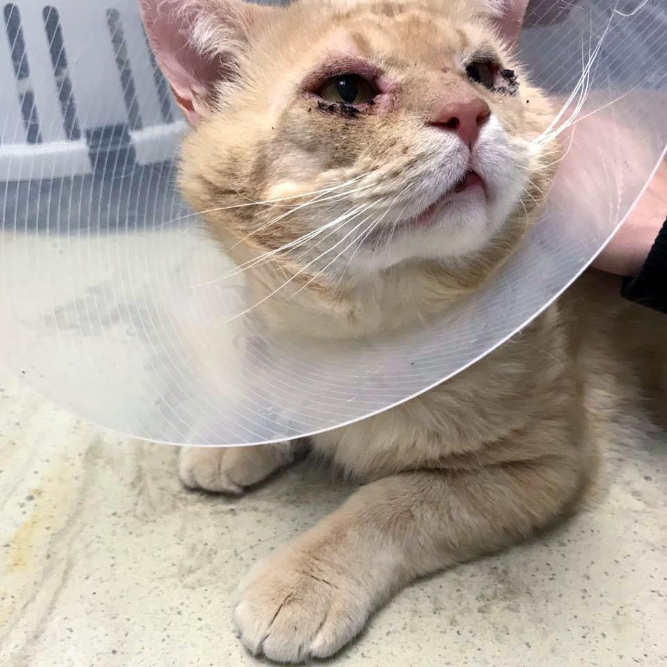 Gato apareció buscando ayuda después de años en las calles y tiene tanto amor para dar 2 Leon luego de su cirugia