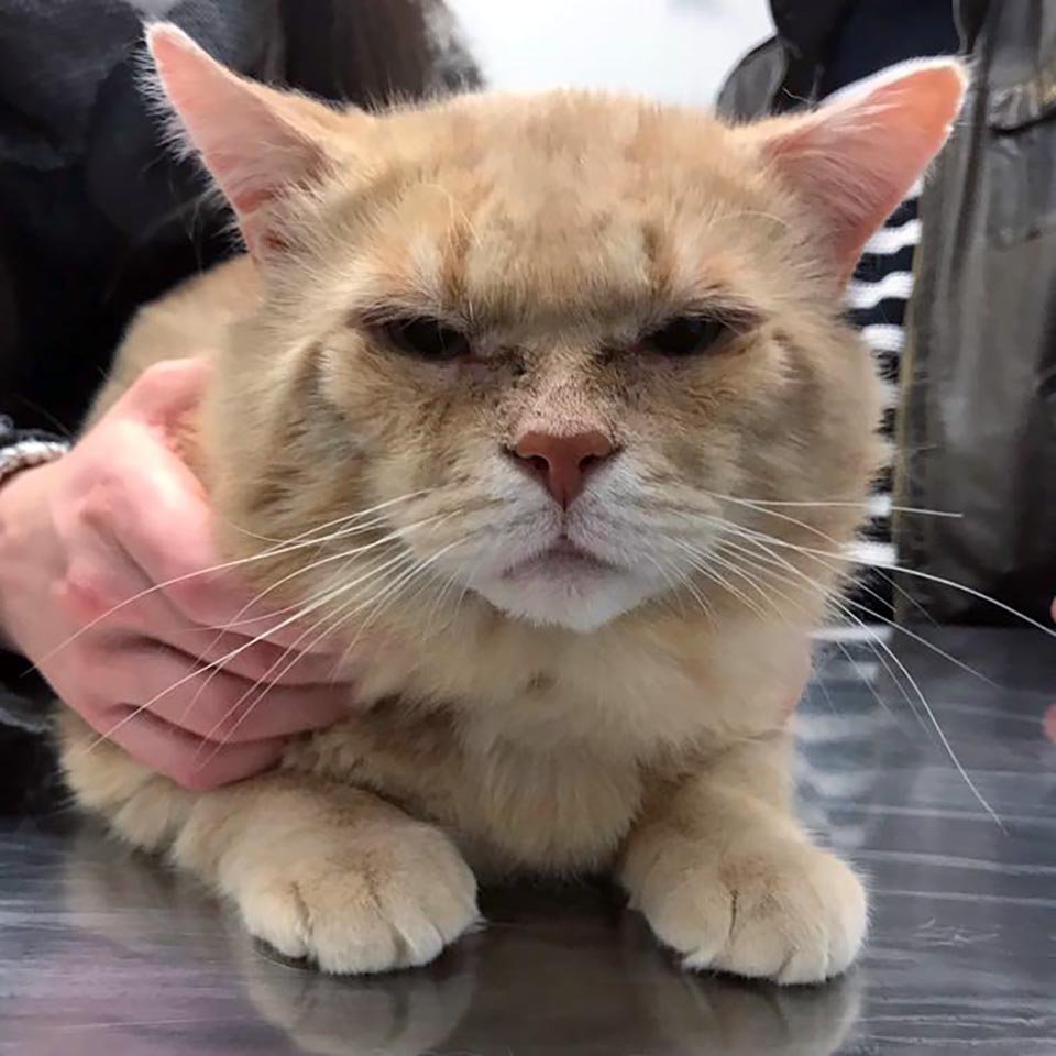 Gato apareció buscando ayuda después de años en las calles y tiene tanto amor para dar 1 Leon recibe ayuda