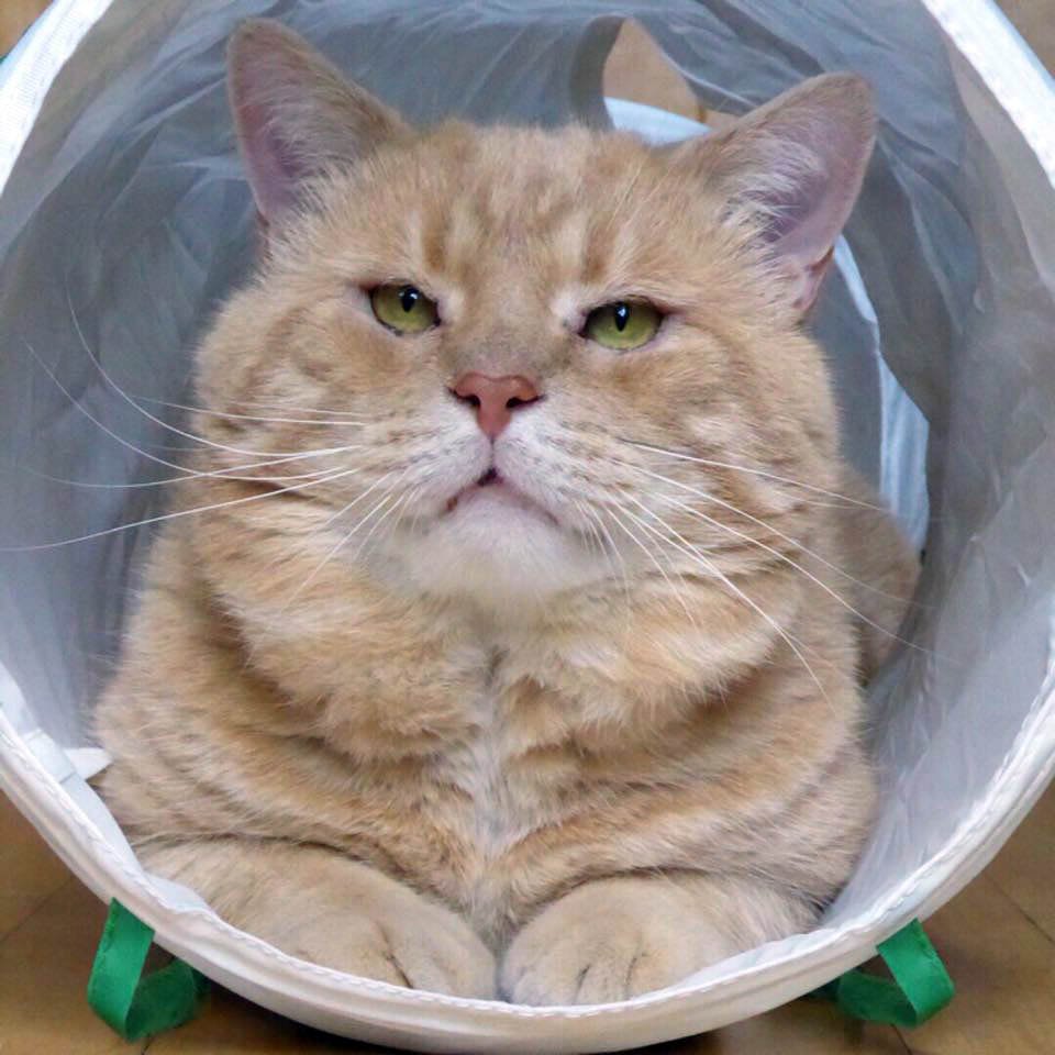 Gato apareció buscando ayuda después de años en las calles y tiene tanto amor para dar 3 Leon recuperado