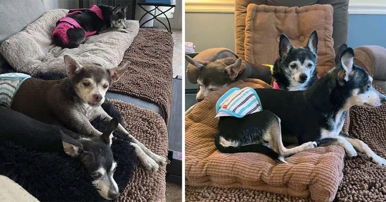 Mujer corre para salvar a una perrita y sus hijos mayores