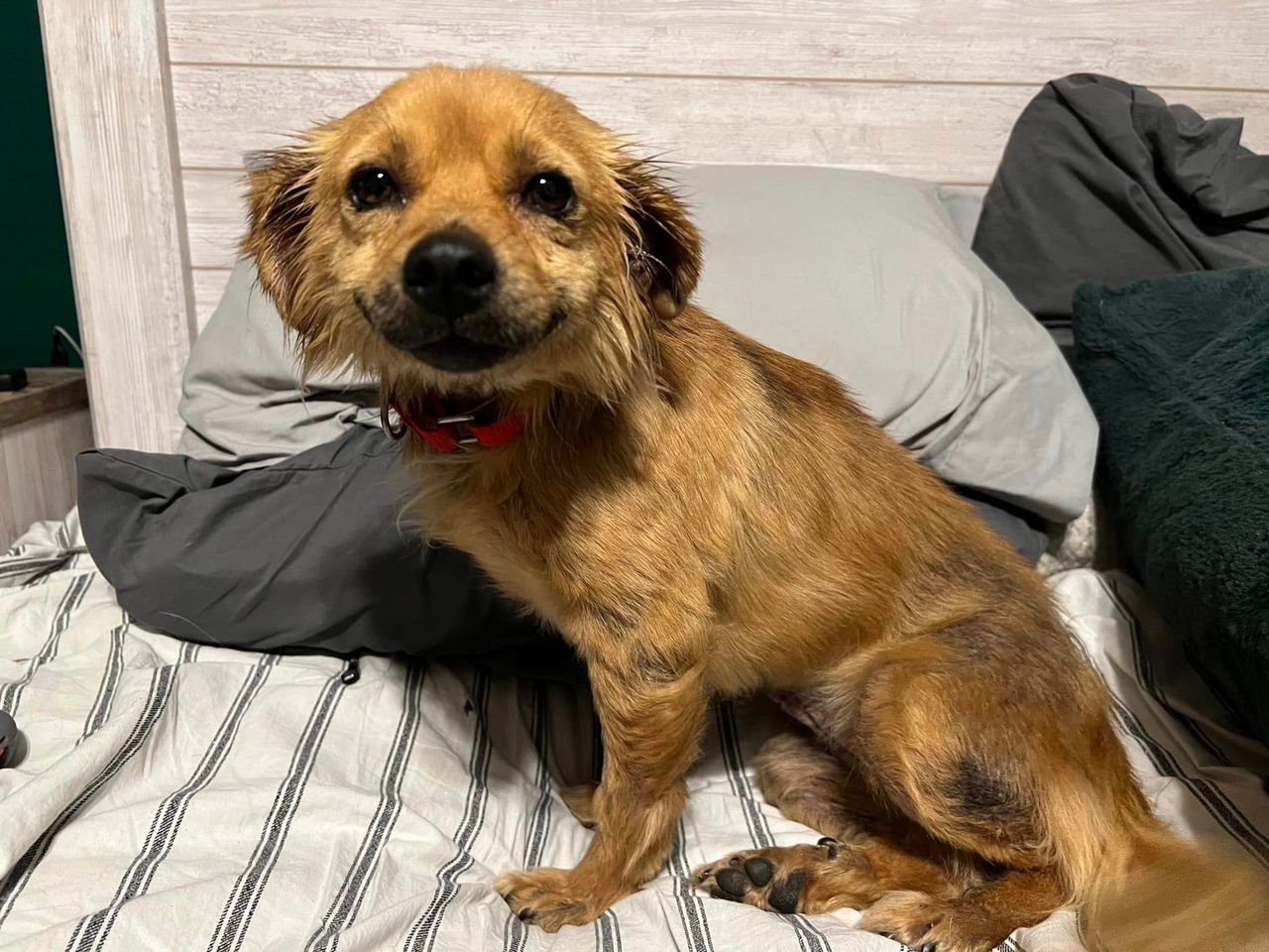 Pequeño perro no deja de sonreír