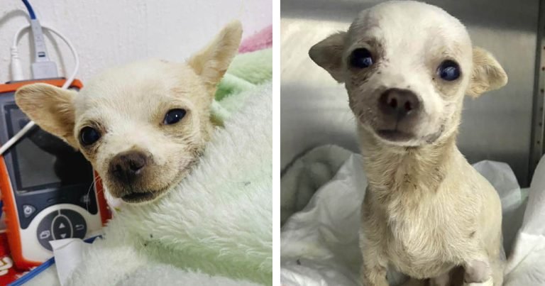 Pequeño y valiente chihuahua fue atacado al defender su hogar de un robo