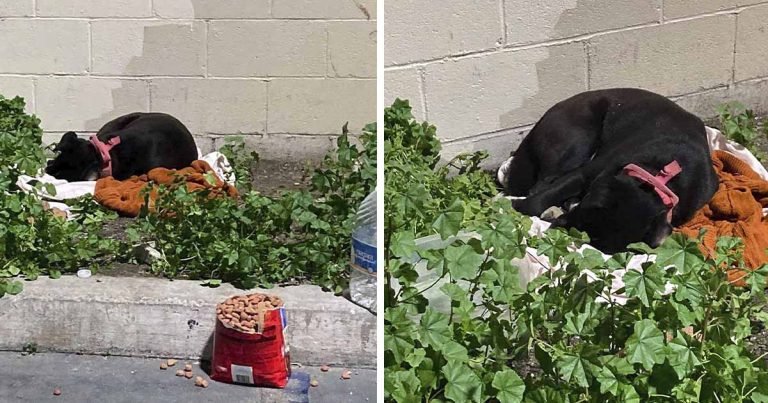 Perrita abandonada junto a sus pertenencias solo quiere que su familia regrese