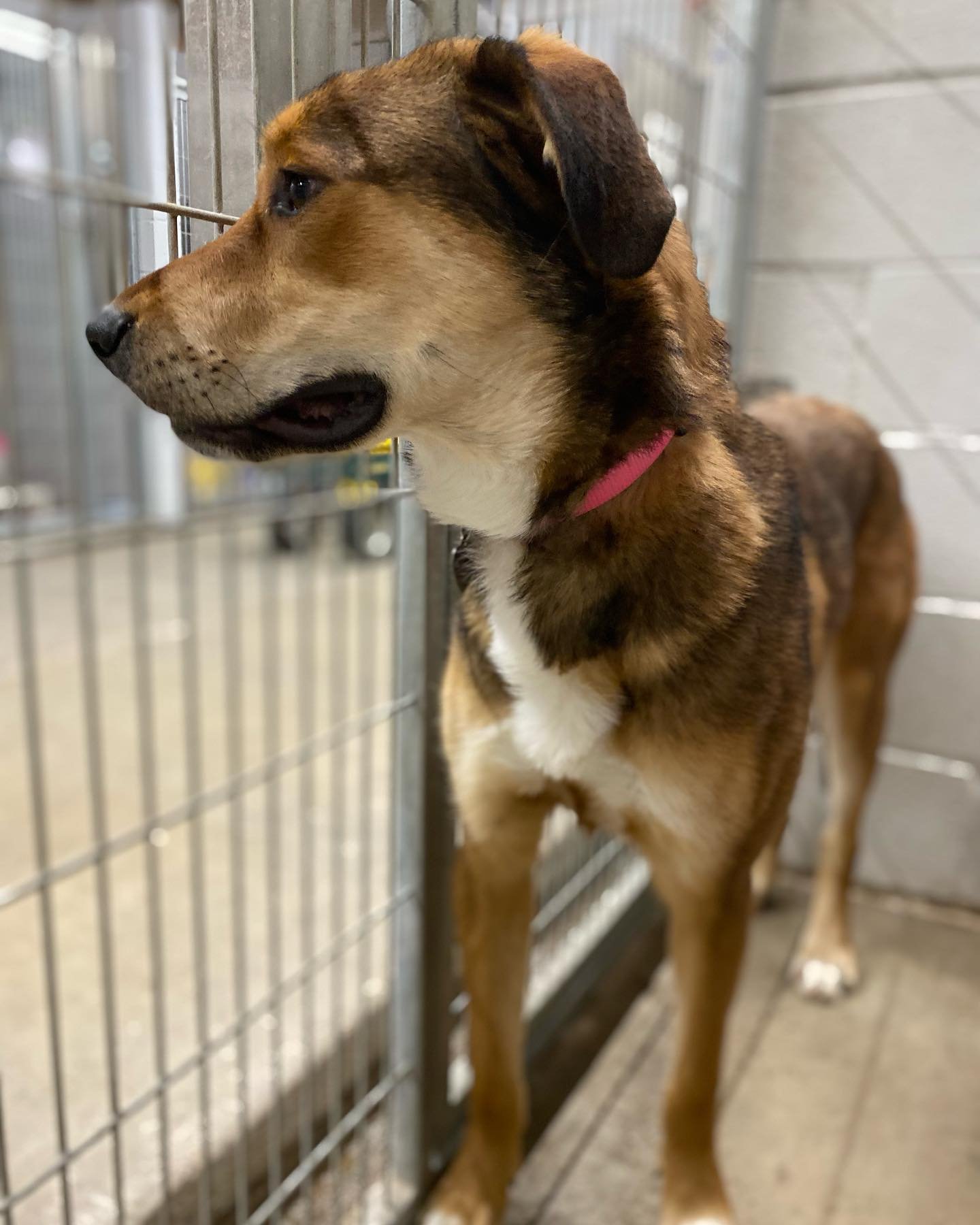 Perrita adoptada