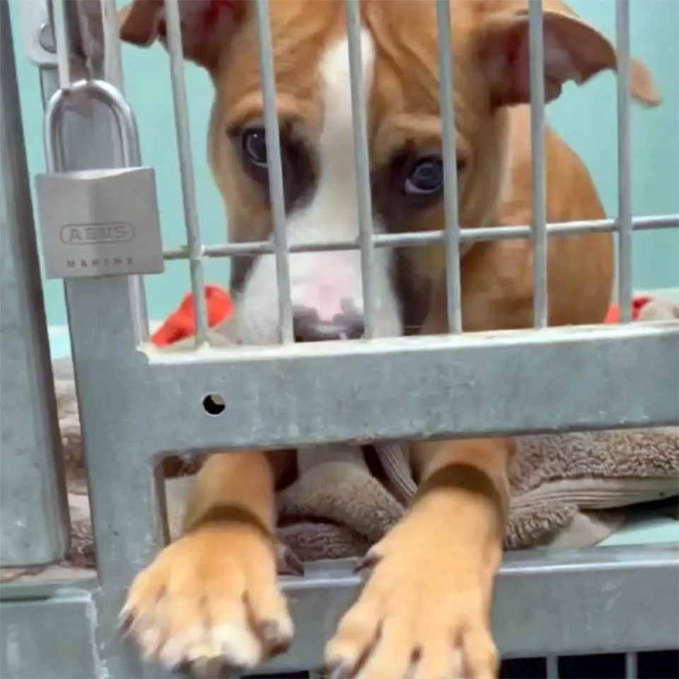 Perrita pide a las personas que jueguen con ella a través de los barrotes en el refugio 1 Perrita en su jaula